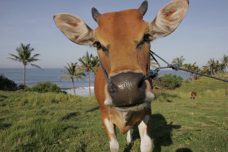 vache-bonne-annee.jpg