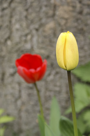 Sony Alpha 350