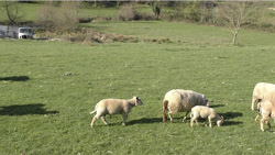 ralenti_moutons-MP4.jpg