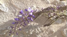glycine.jpg