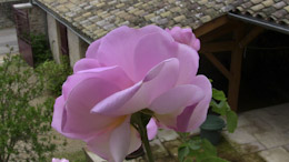 HFM56