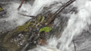 torrent.jpg