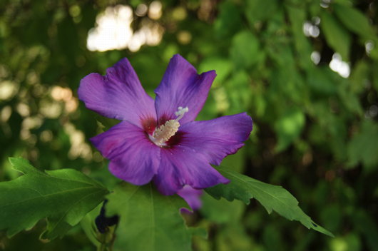 test Sony Alpha 380