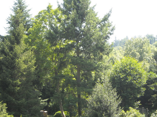 Nikon Coolpix L16
