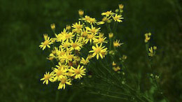 test Nikon D5000