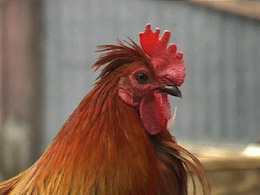 Panasonic NV-GS400