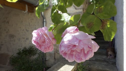 rose.jpg