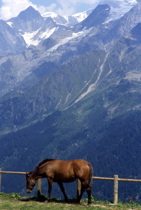 cheval2.jpg