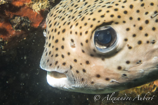 poisson plonge vido