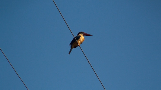 kingfisher