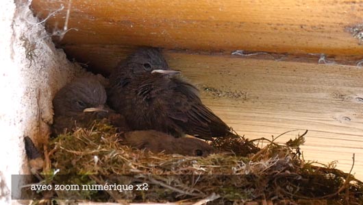 zoom num oiseaux