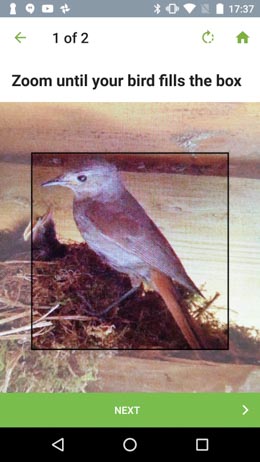 oiseaux