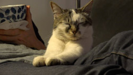 chat_interieur-AVCHD.jpg