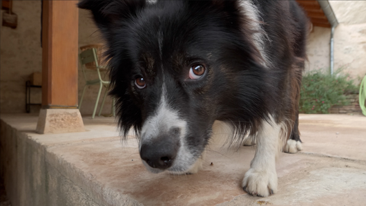 mission 1 pro de près chien