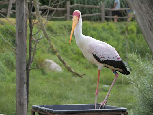 GH7 oiseau