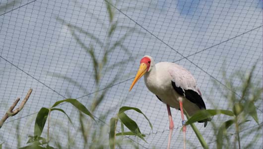 cigogne GH7