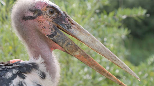 oiseaux