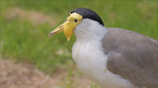 oiseaux