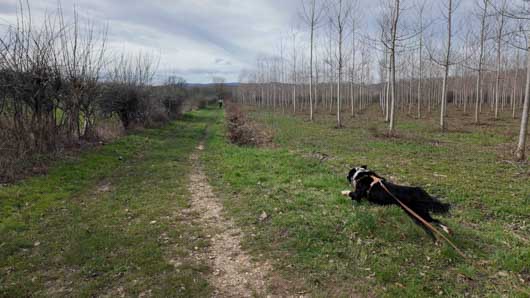 dji pocket 3 harnais