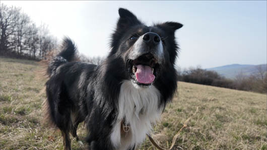 qualit� image pocket4