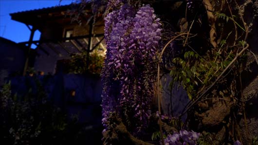 alpha � v sensibilit�